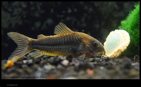 do corydoras eat snails